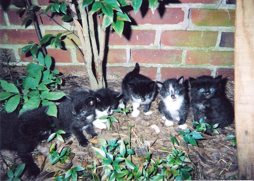 group of kittens like mine