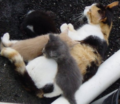 Ups and Downs of the Feline&nbsp;Variety