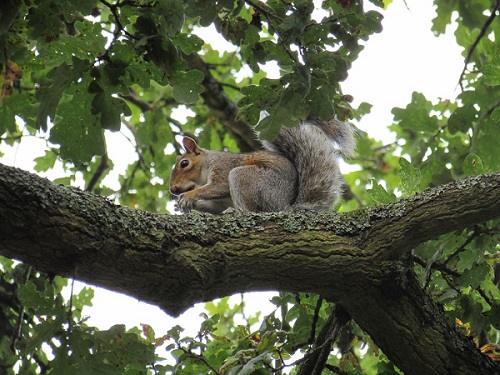 squirrel in oak tree