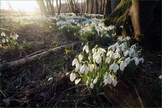 Imbolc: Life Springs&nbsp;Eternal